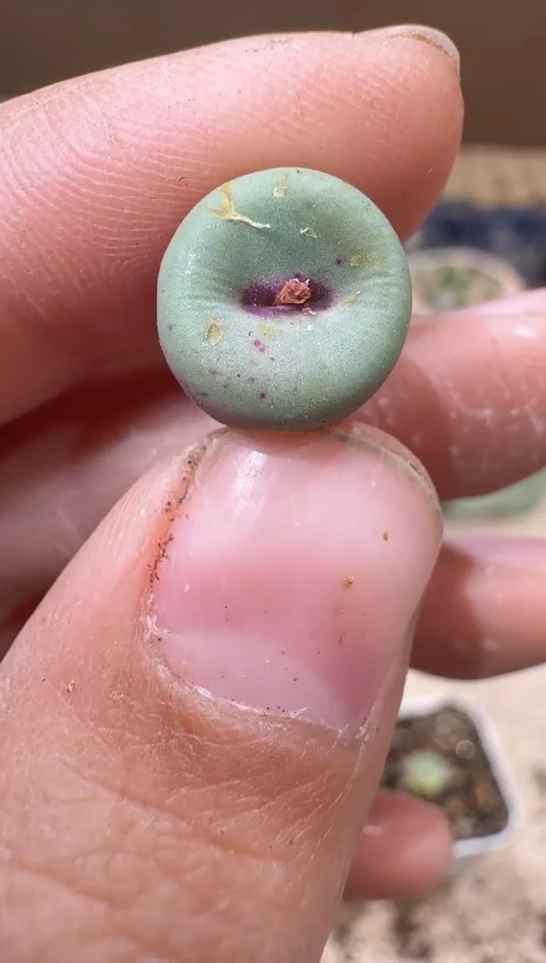 多肉植物肉锥16-374