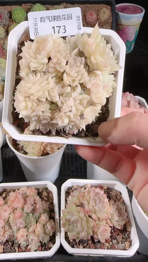 1130-173多肉群生不包整