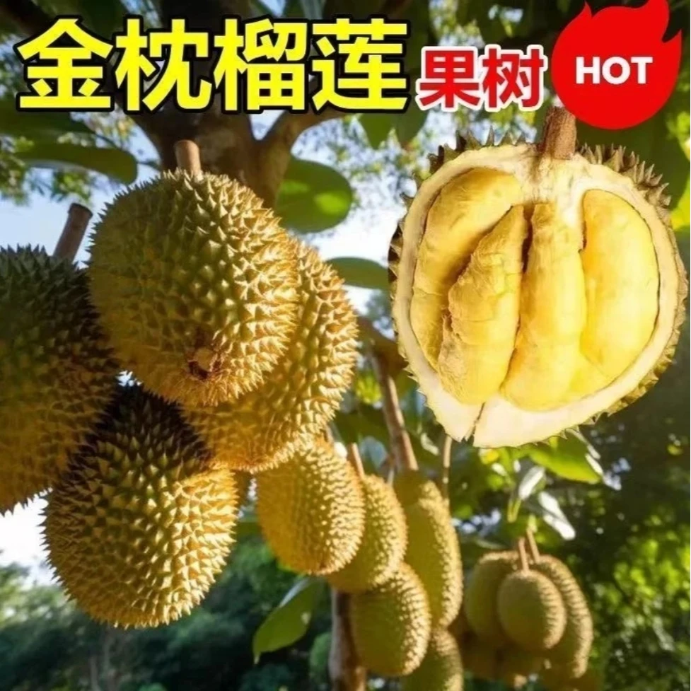 【当年结果】正宗榴莲 果树苗 南方北方 可种可地栽盆栽耐寒xx