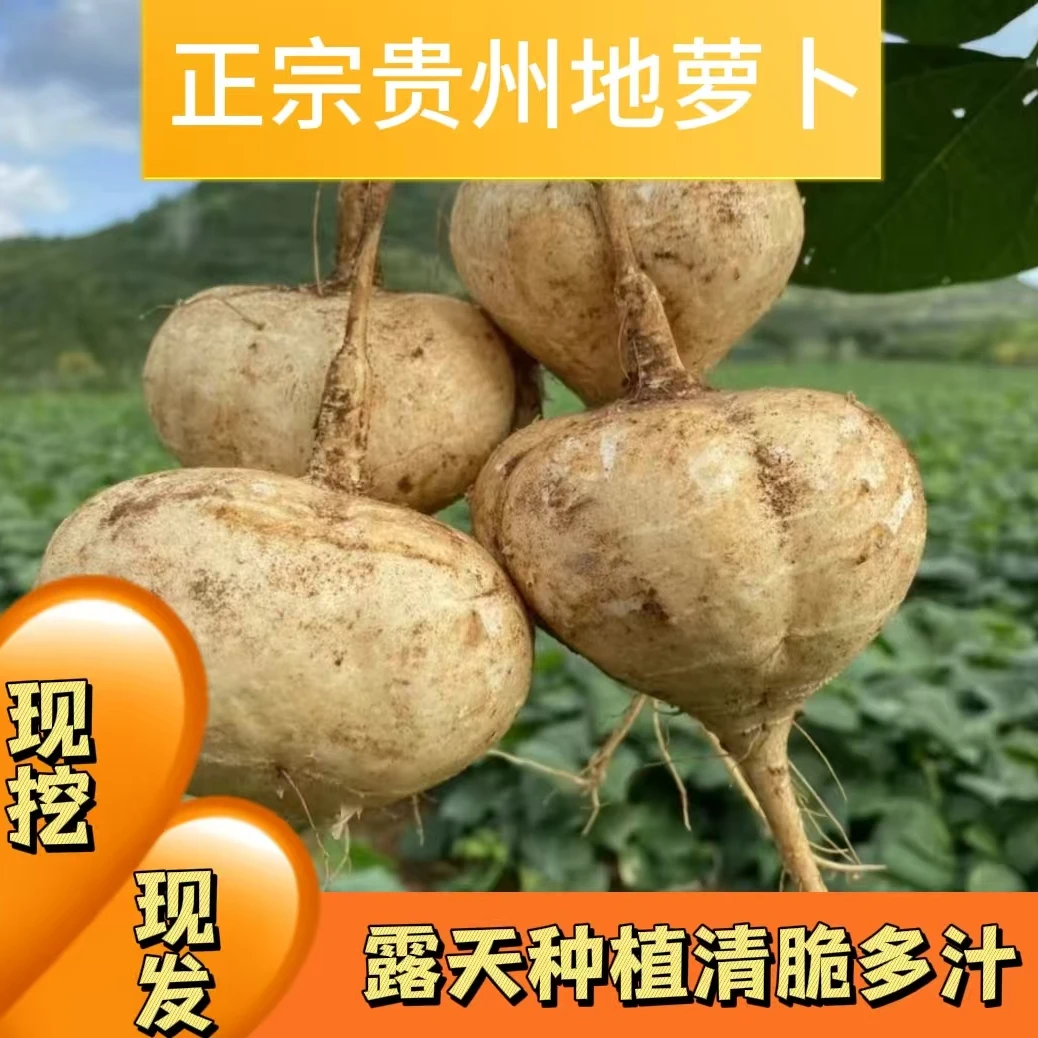 【新鲜现挖拒绝囤货】贵州地萝卜新鲜应季水果农家黄沙土种植地萝卜