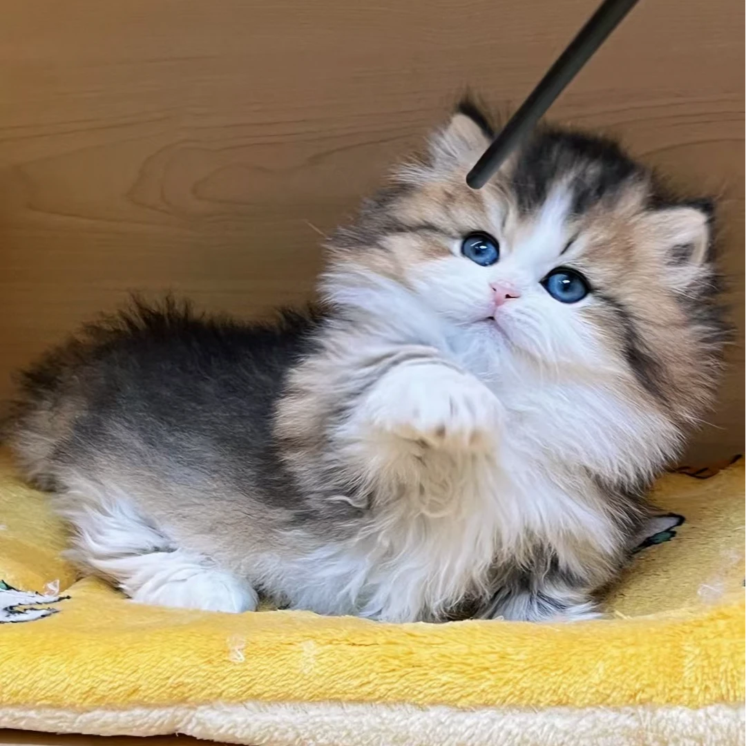 （糖果家）T小猫咪活体
