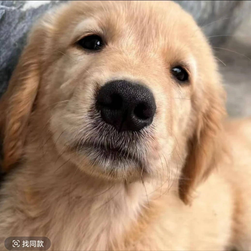 直播间一物一拍宠物狗狗