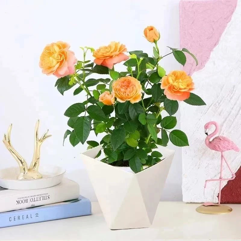 月季花苗果汁阳台带花苞浓香型四季开花易活室内花卉活玫瑰庭院lx