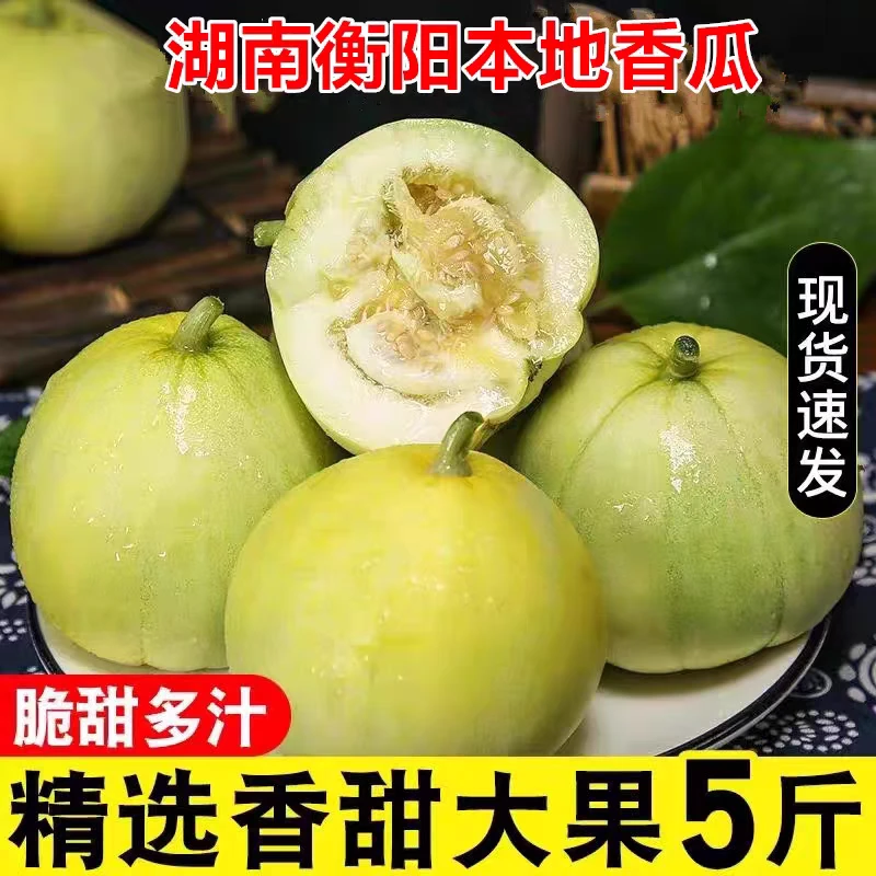湖南衡阳耒阳本地香瓜现摘现发当季新鲜水果甜宝瓜脆小甜瓜5斤装