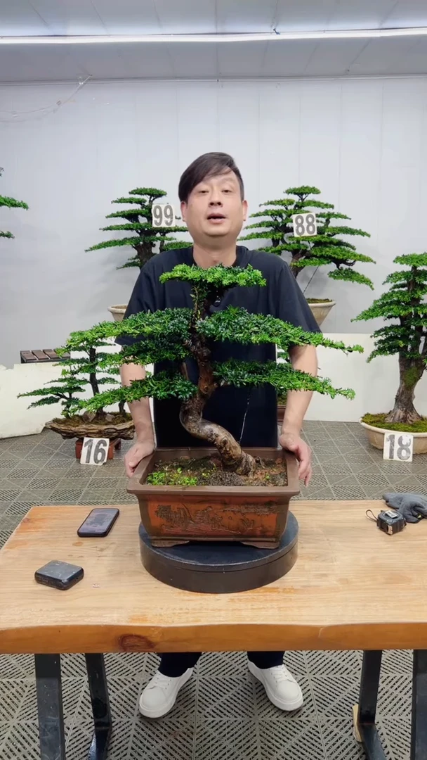 无花朵造型盆景一物一拍