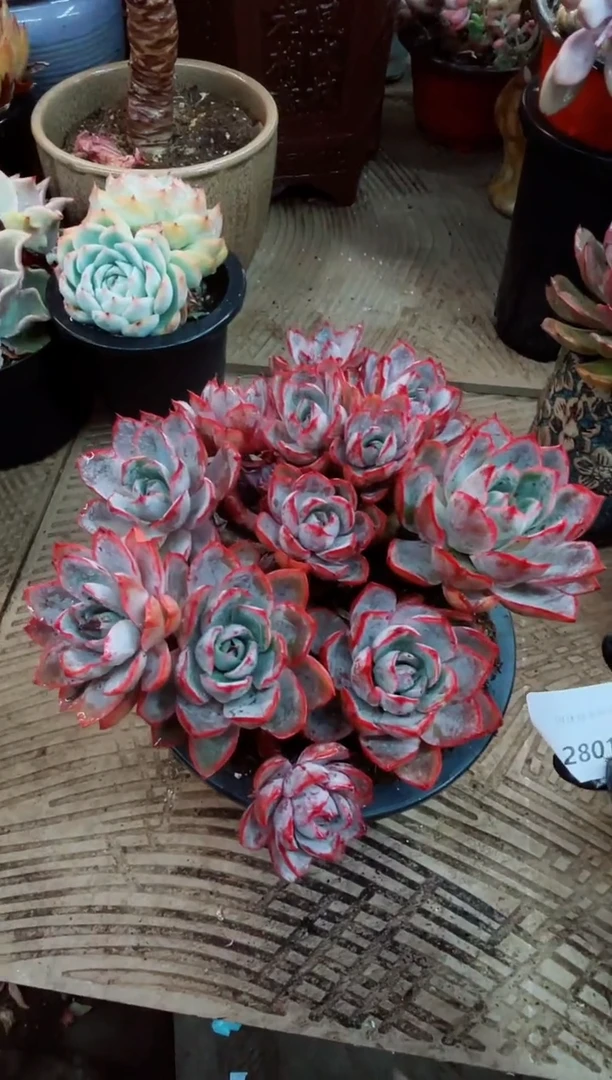 29015多肉植物一物一拍