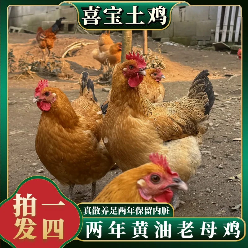 【喜宝家】 2年黄油老母鸡 单只净重2斤 4只净重8斤 买三送一