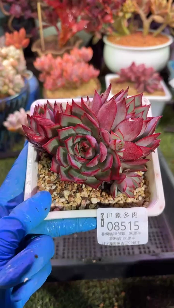 【闪购商品】08515