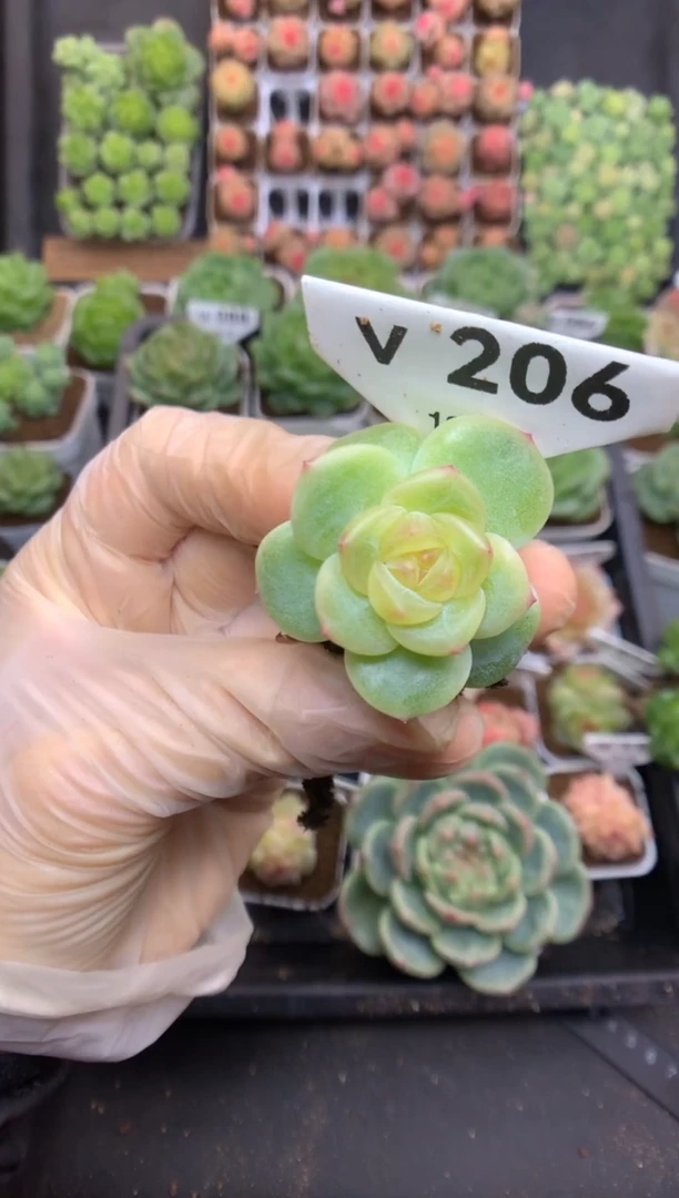 v206 遥遥珍妮 一生所爱定繁 裸根42