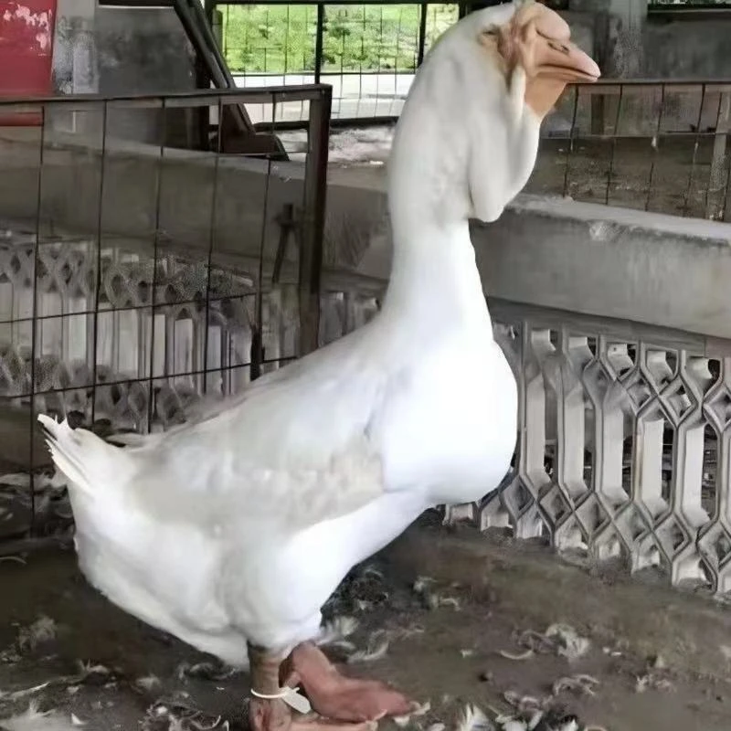 1斤左右发货   白狮头鹅整鹅生鲜到手