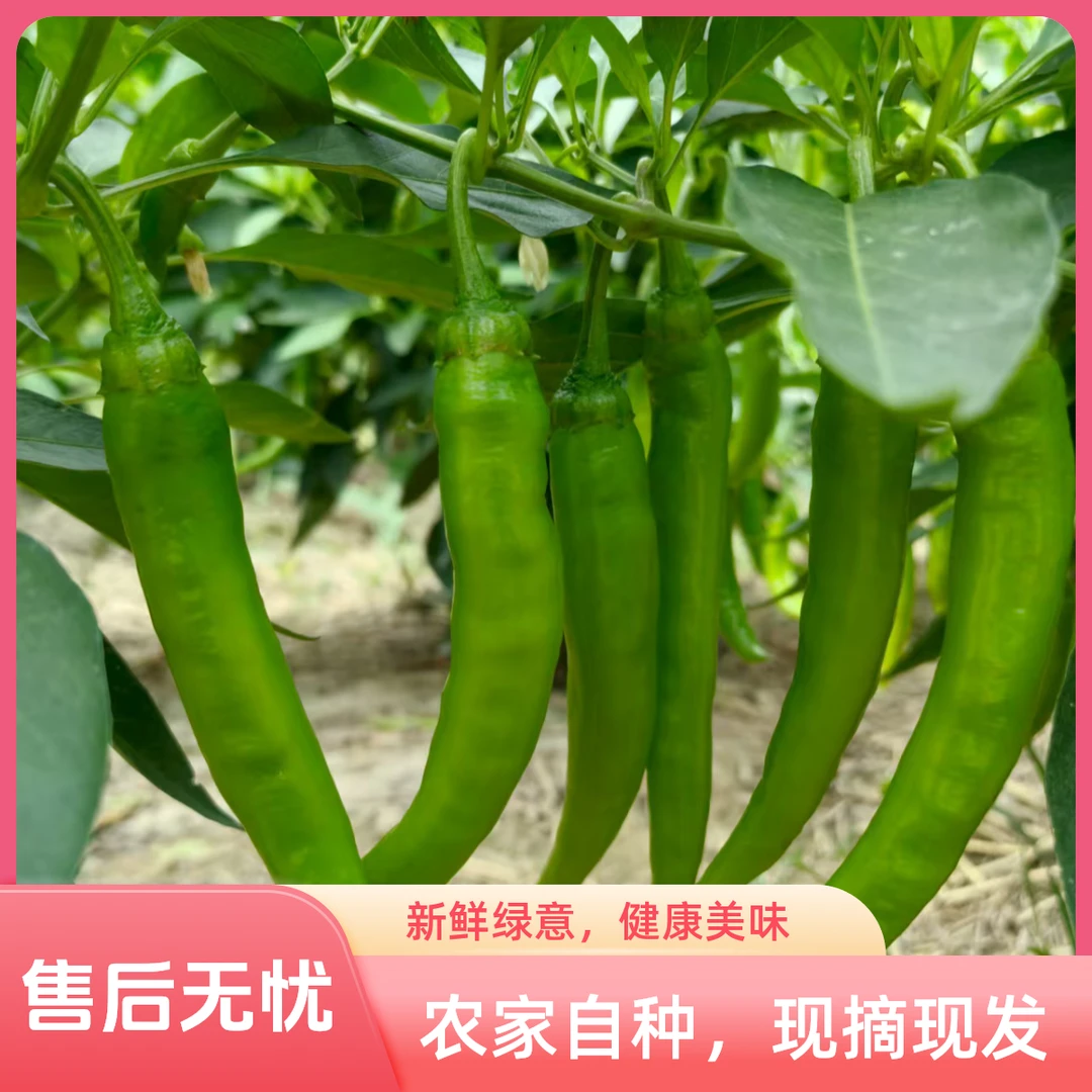 辣椒农家自种新鲜杭椒辣味十足现摘现发鲜辣脆爽产地直发