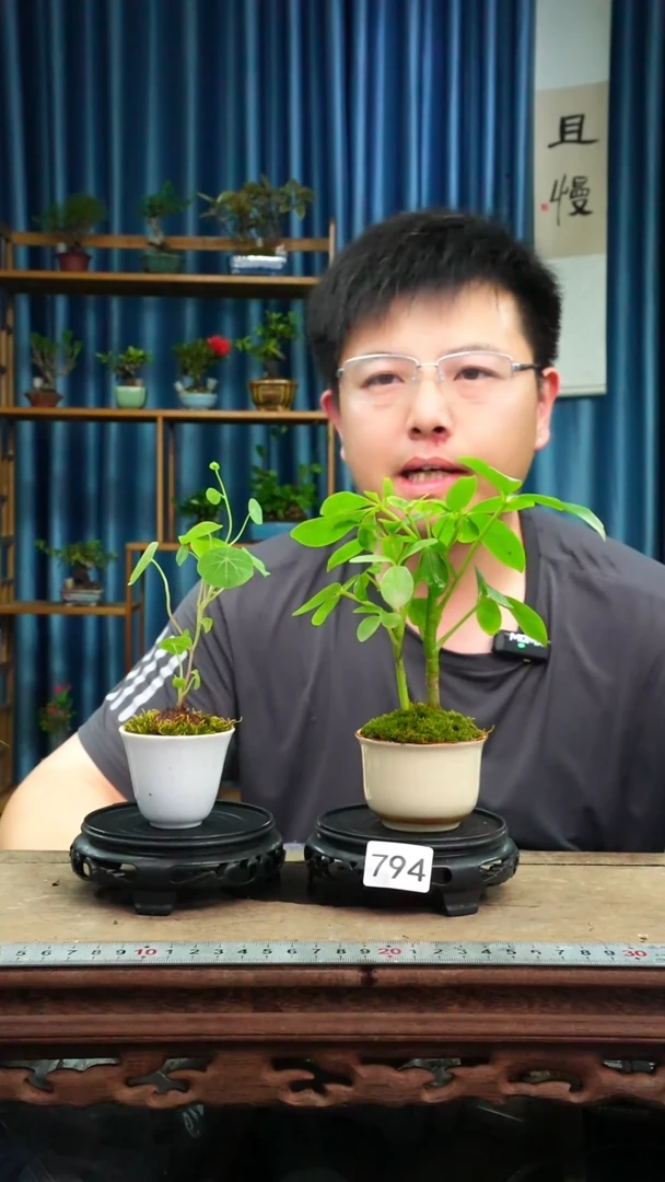 无花朵苔藓微景观794号