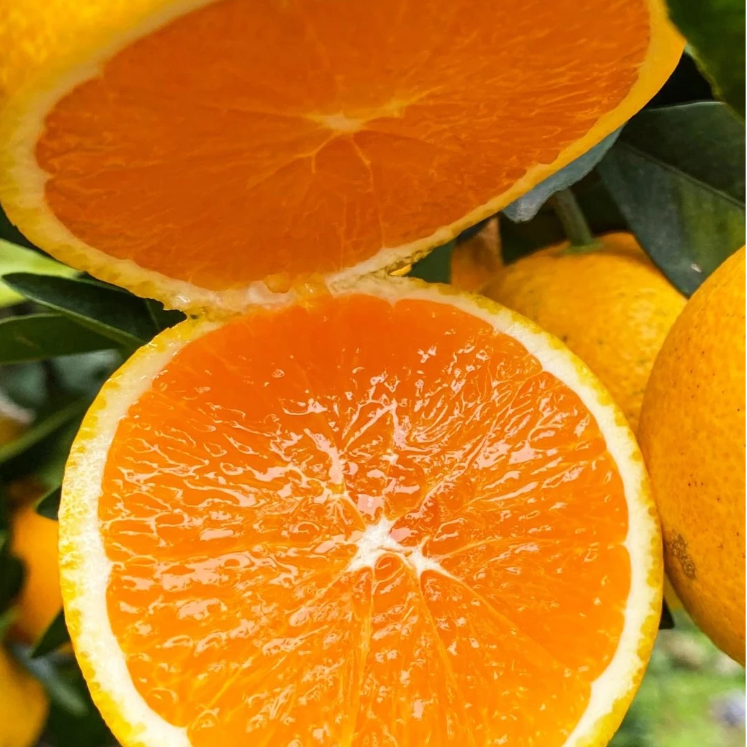娜家果园正宗赣南脐橙甜橙子一级精品果新鲜水果10斤 果园现摘