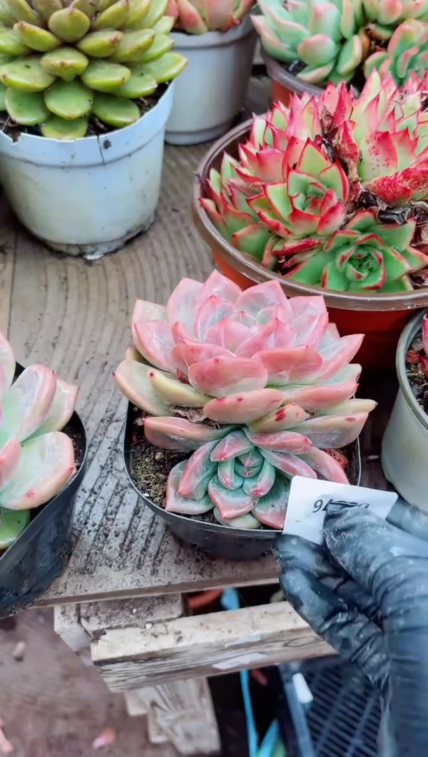 嫣*06076多肉植物一物一拍