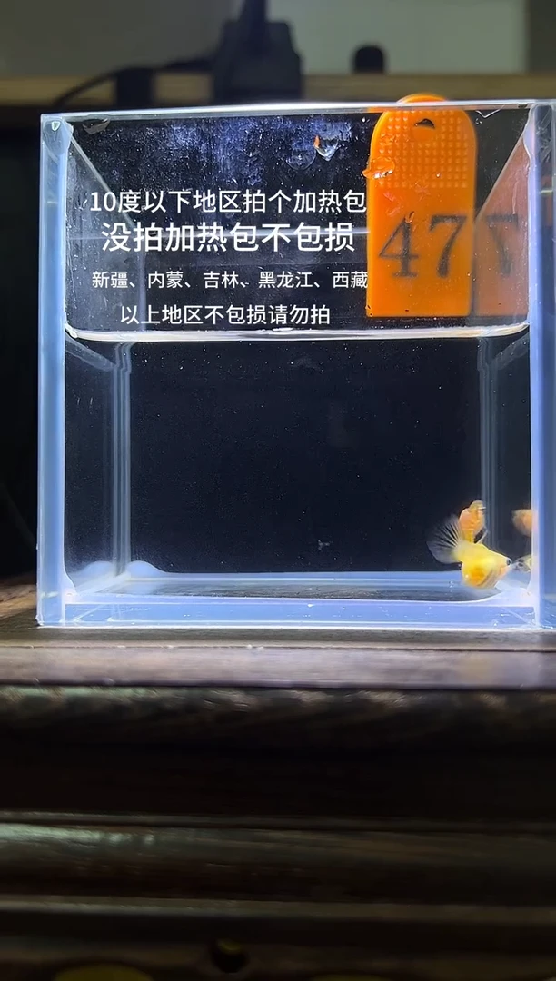 孔雀鱼幻彩玻璃猫短体编号47