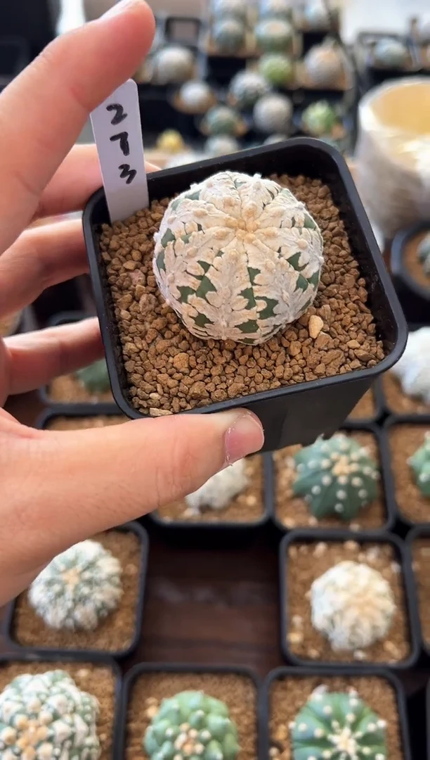 碟片宽V琉璃实生根 273