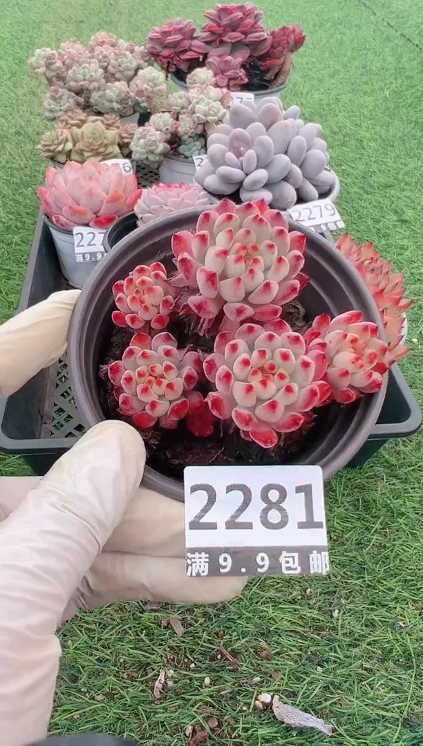 【闪购商品】信福多肉一物一拍