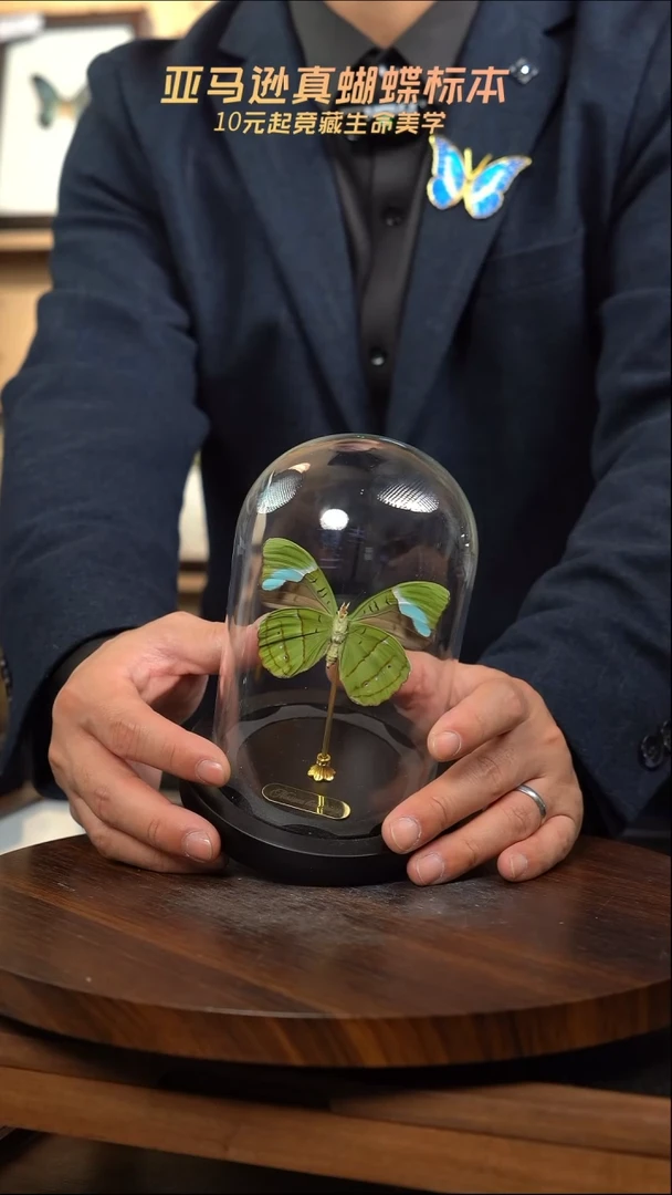 蓝带鸭反面小号玻璃罩