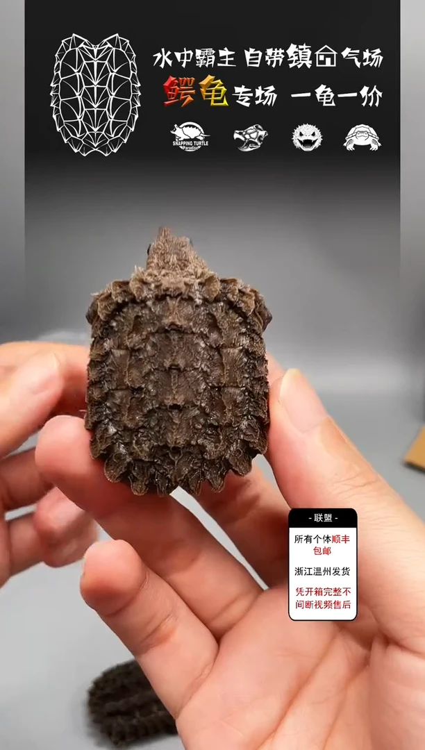 不分公母宠物龟普全