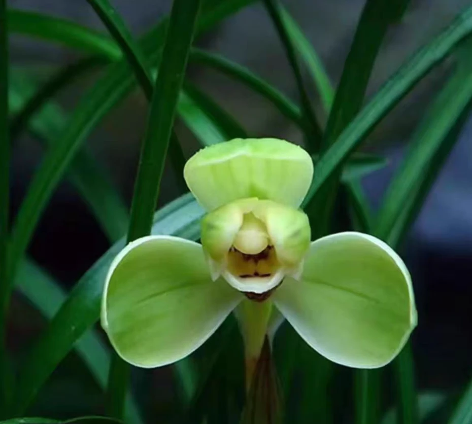 春兰 老种带花苞【宋梅】传统梅瓣 花期12-3月份 浓香型