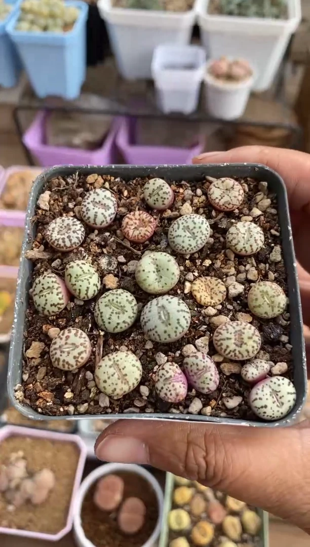 【闪购商品】1926直播一物一拍