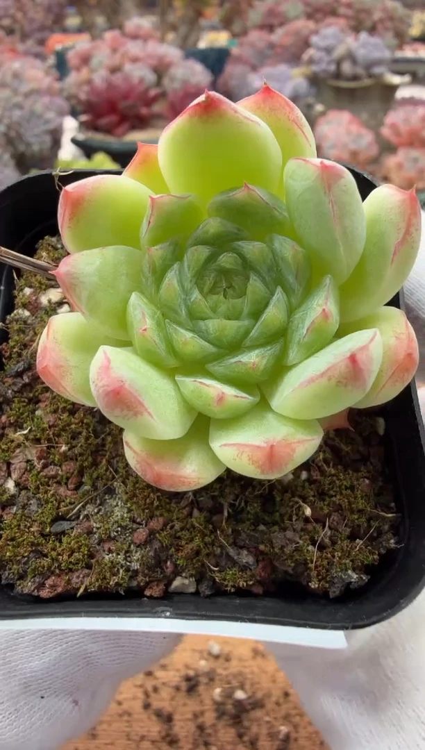 东云多肉园二店-123