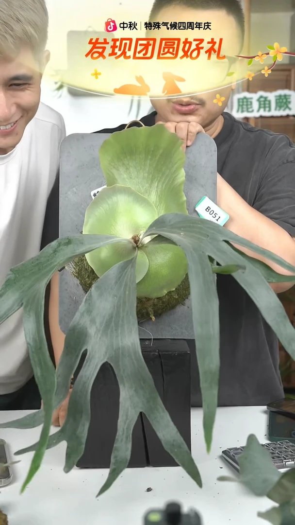 不开花植物B051-路易士交二歧
