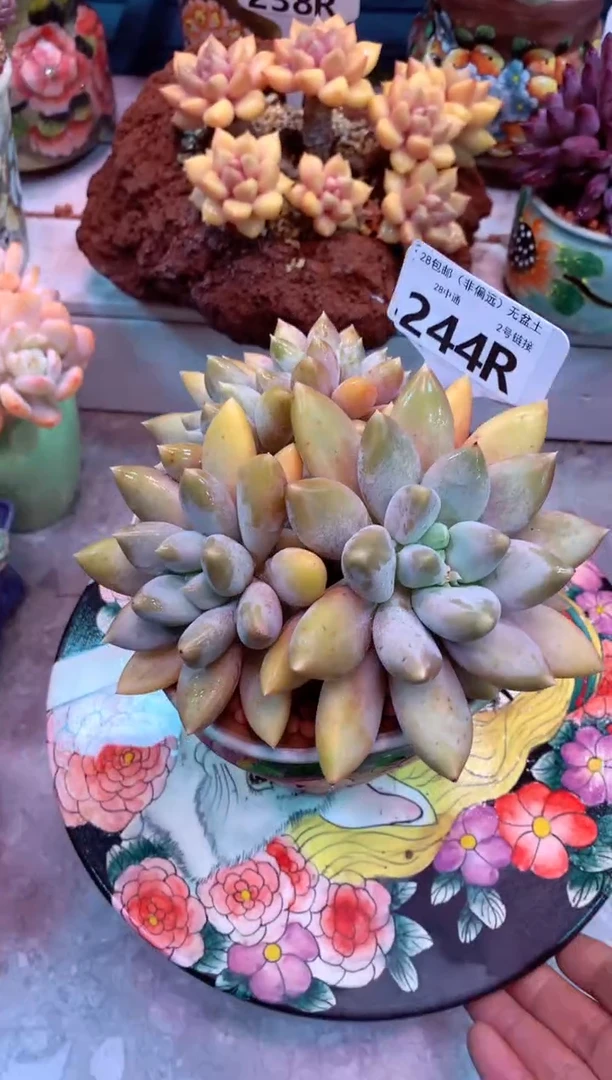 黄胖体哥特244R（一物一拍，精品多肉，所见即所得 ）