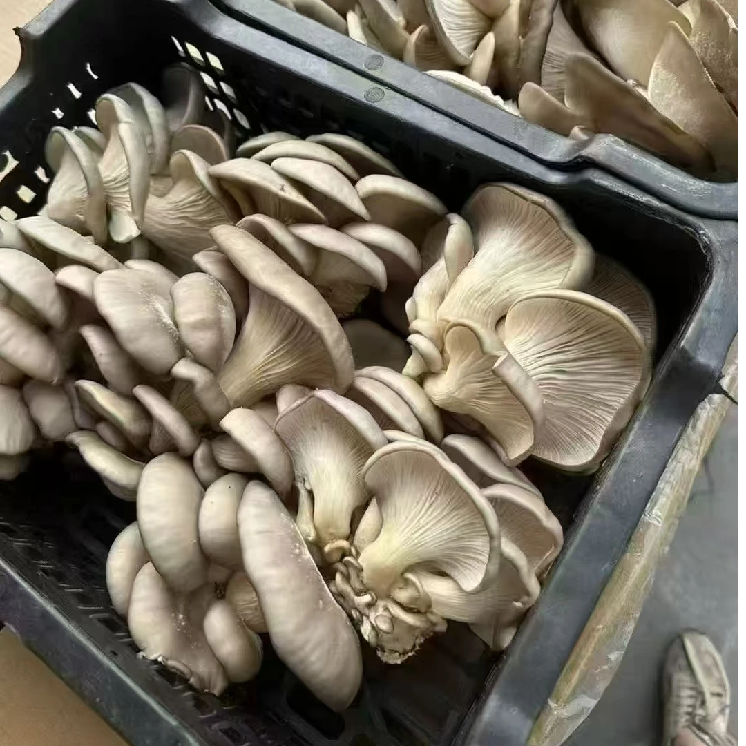 新鲜蘑菇3.5斤左右一筐（送货到小区门口）蘑菇