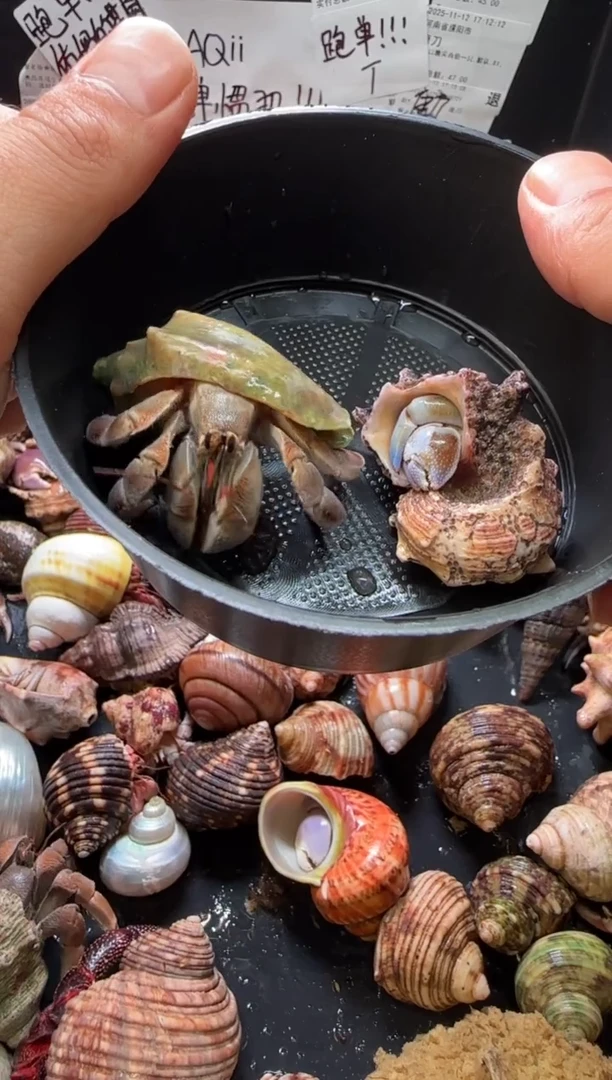 不理不拉两只，两只包活一只，不包全品