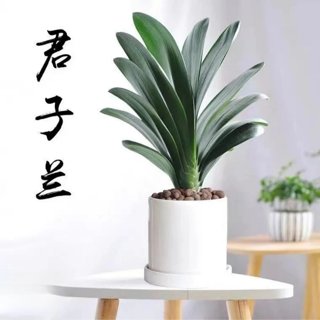 （8-12片）精品圆头和尚君子兰当年开花陶瓷花盆名贵好养懒人绿植