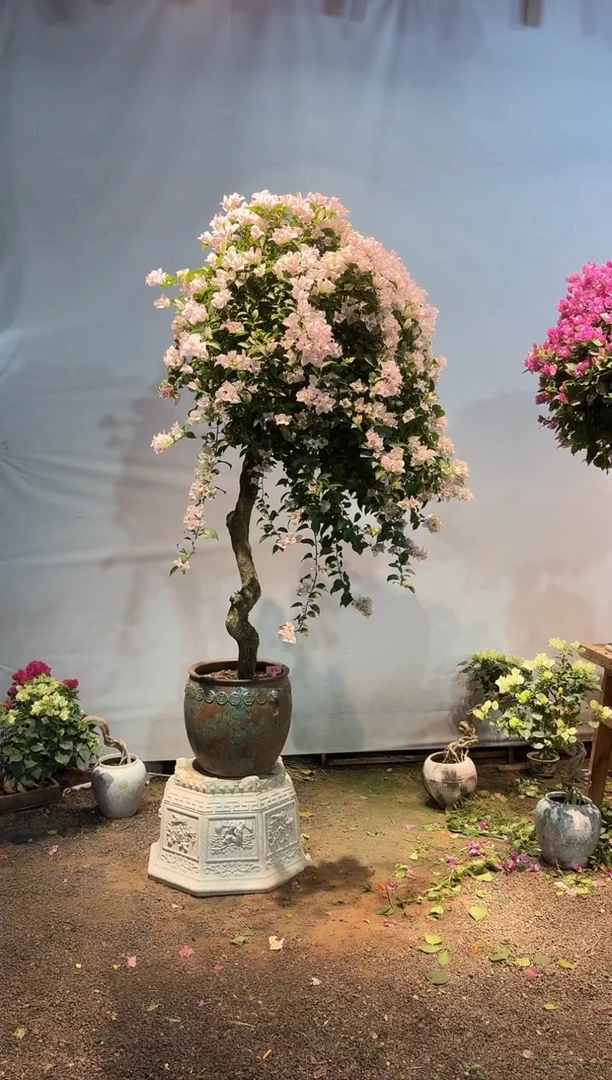 全部花朵理****朵三角梅42