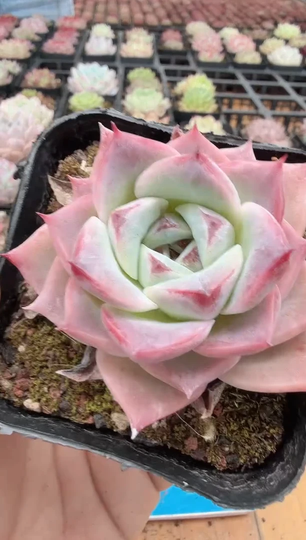 东云多肉园二店-171