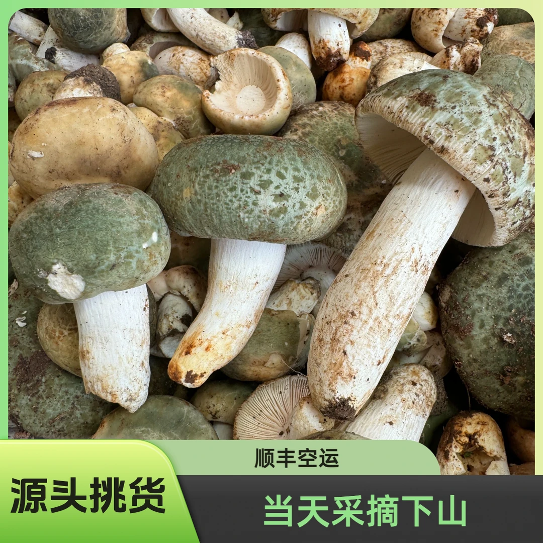 云南新鲜食用野生菌代购专拍链接，青头菌（直播间一物一拍）