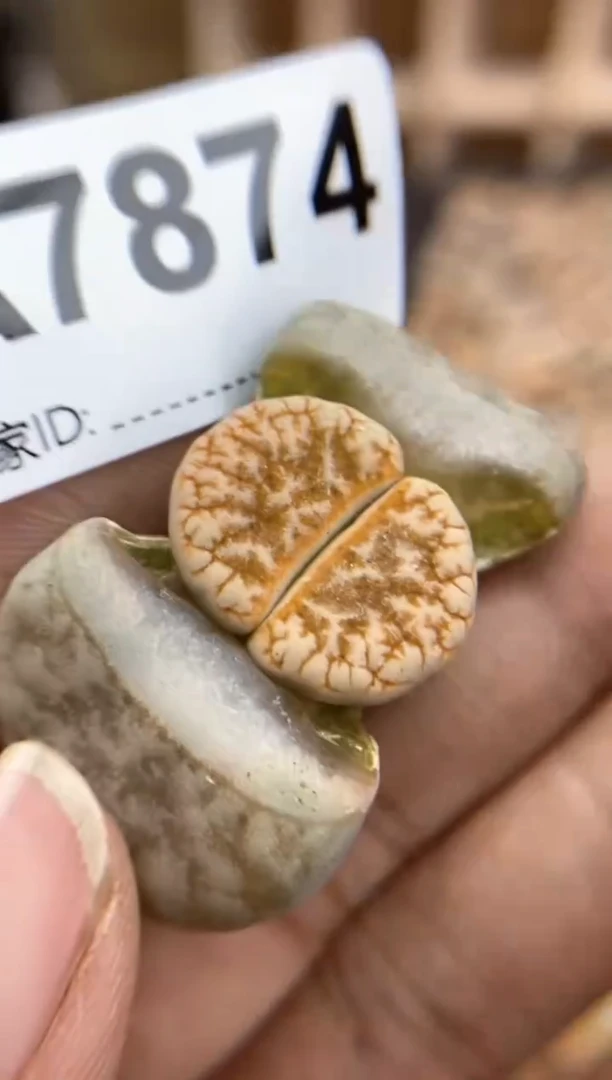 【闪购商品】7874直播一物一拍
