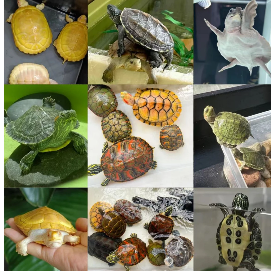 宠物活体专属链接1