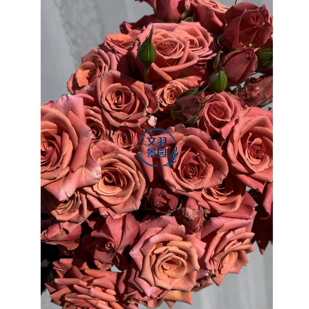 文羽景园【露华浓】切花月季多季节重复开花
