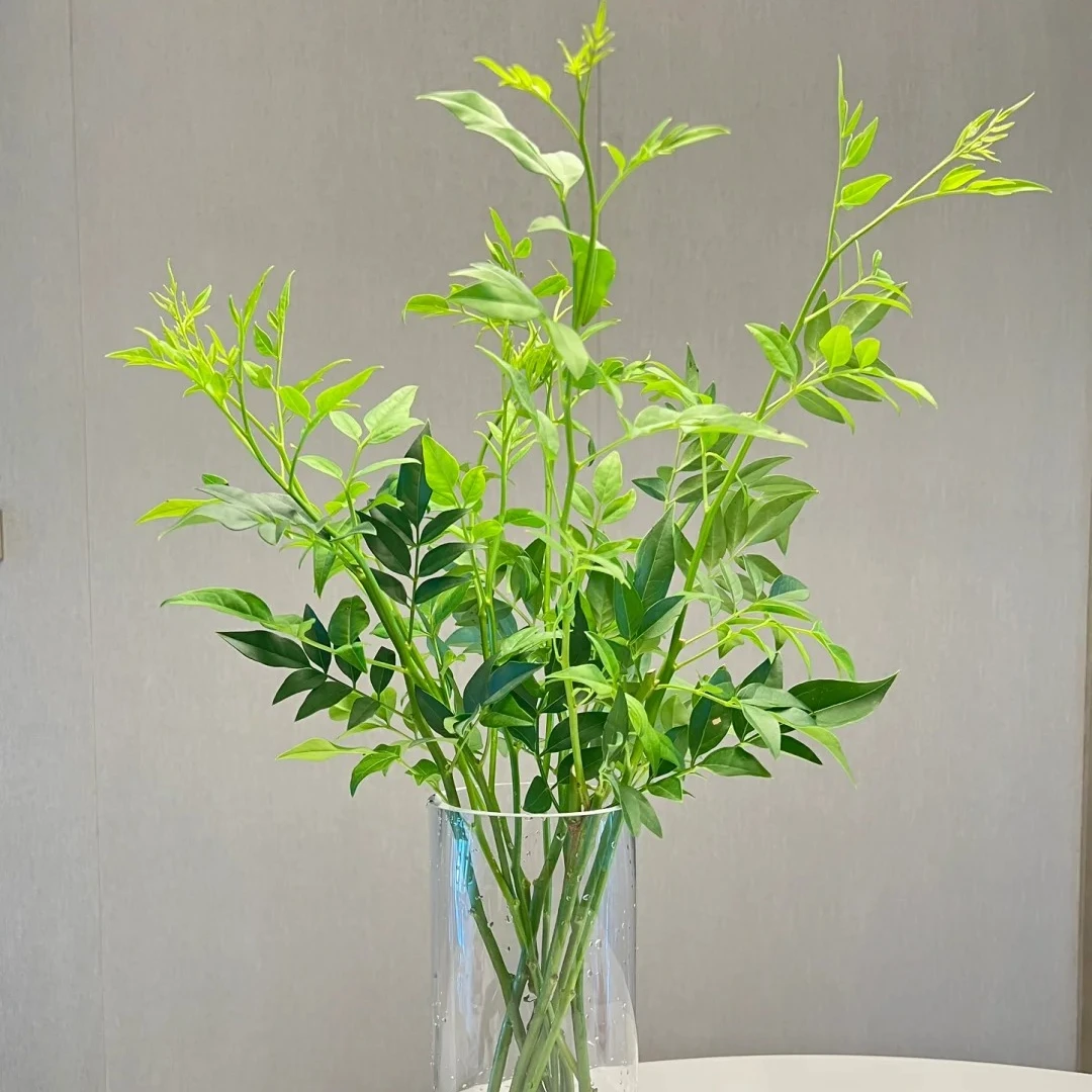 【鲜花次日达】九星叶1扎 家居养花插花新疆生活鲜花全场顺丰包邮送货上门今天拍明天到