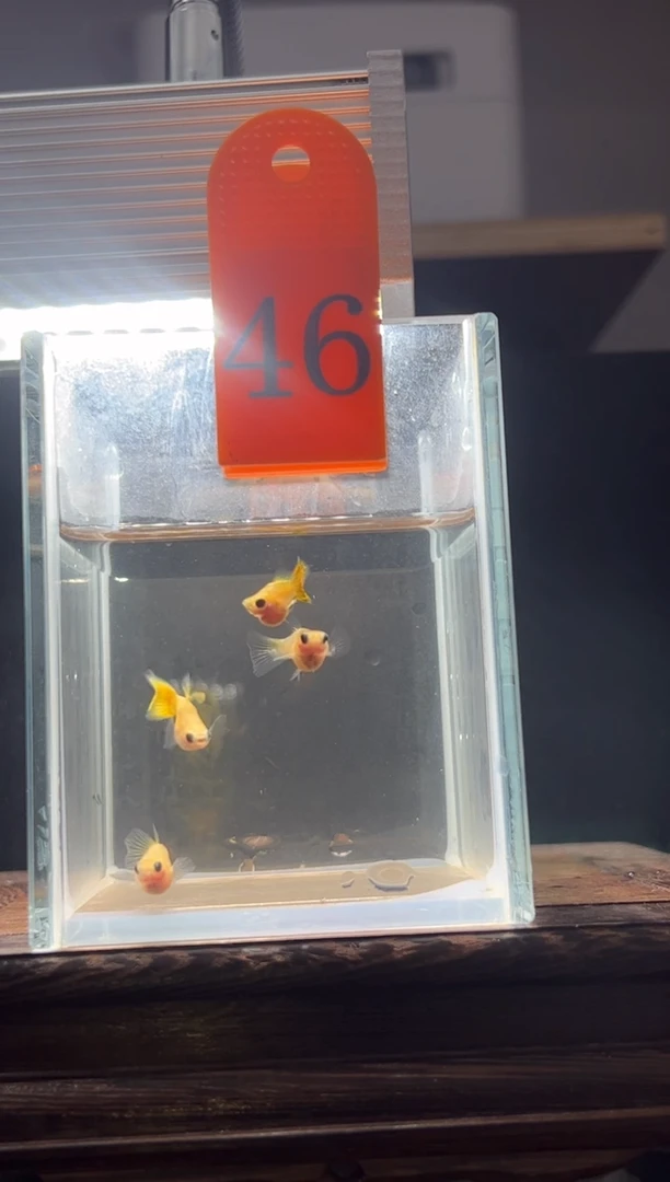 海水鱼黄蕾丝黄金玻璃普通体46
