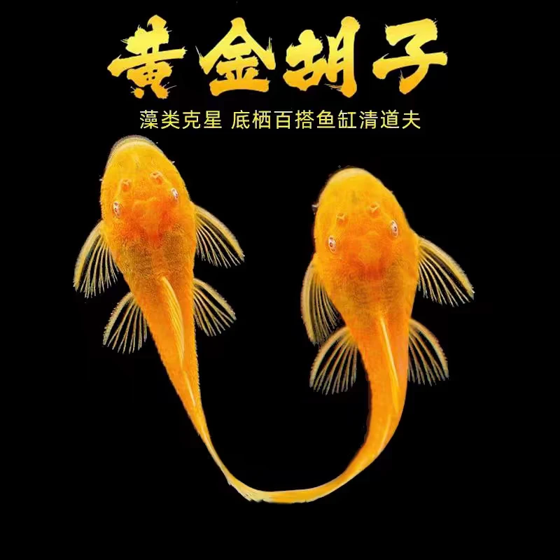 清缸黄金胡子 底层清缸小能手 小型热带精品观赏鱼 清理绿藻绿苔