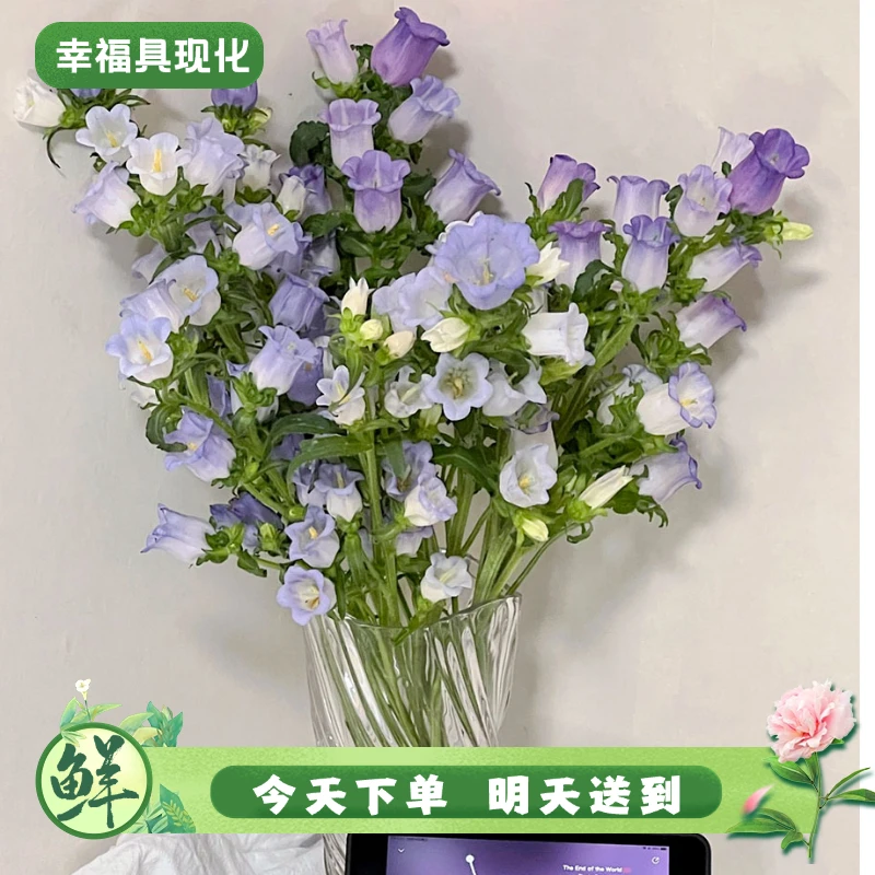 【次日达·浅紫风铃】鲜花浅紫风铃1扎鲜切花生活鲜花·基地直发·批发·全场京东包邮次日达