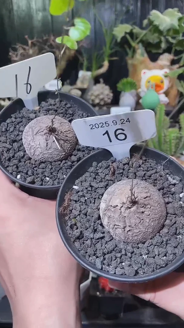 16号924福利南非龟甲龙买1个送1个