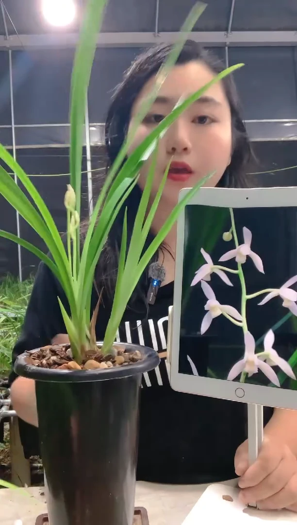 当前无花朵，栽培后可花朵贝*壳漓江雪