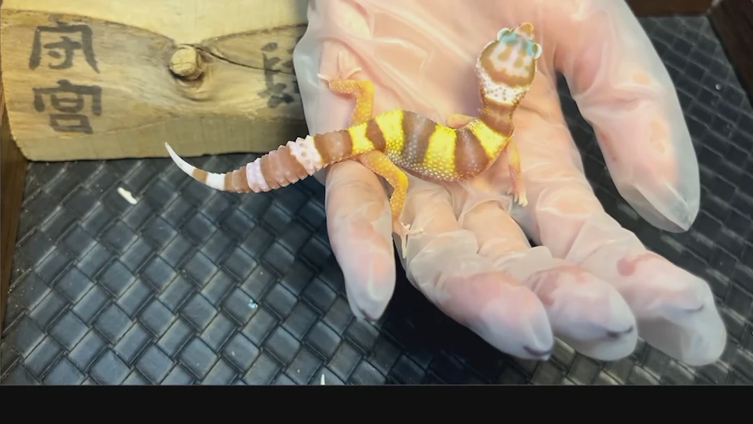 豹纹守宫豹纹守宫伍