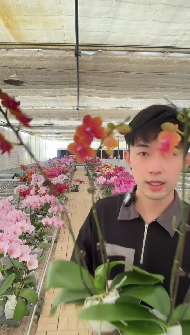 完全开放香恋博格丽2棵