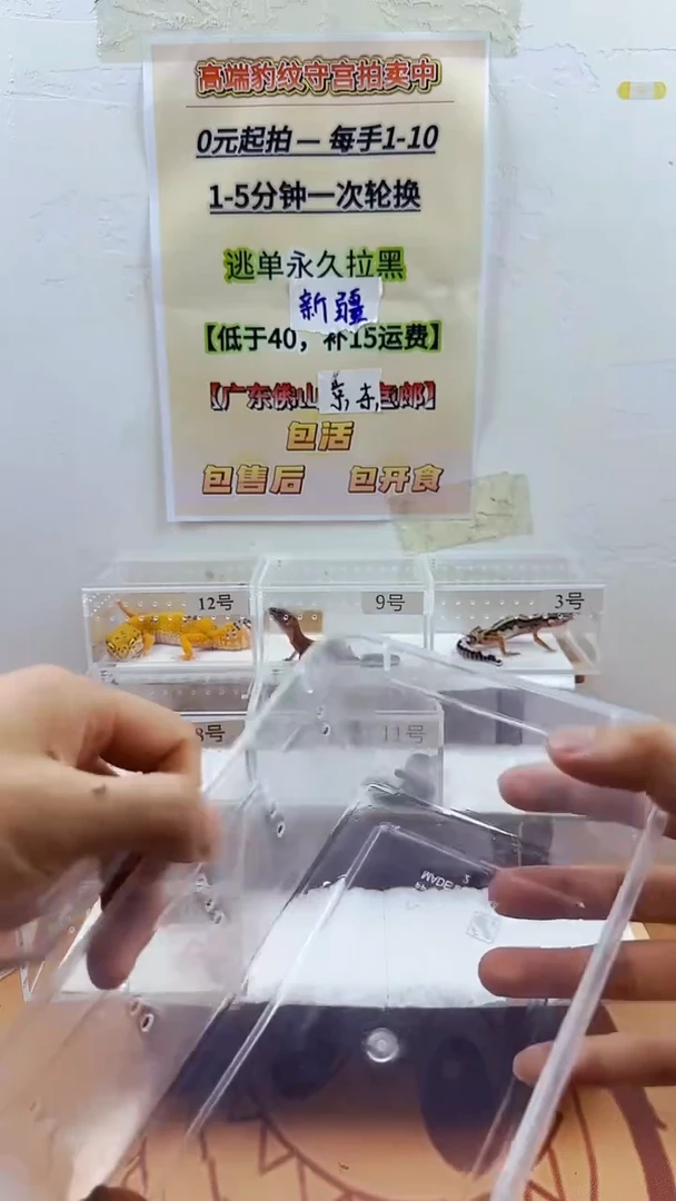 豹纹守宫豹纹守宫幼苗亚成体成体肥尾