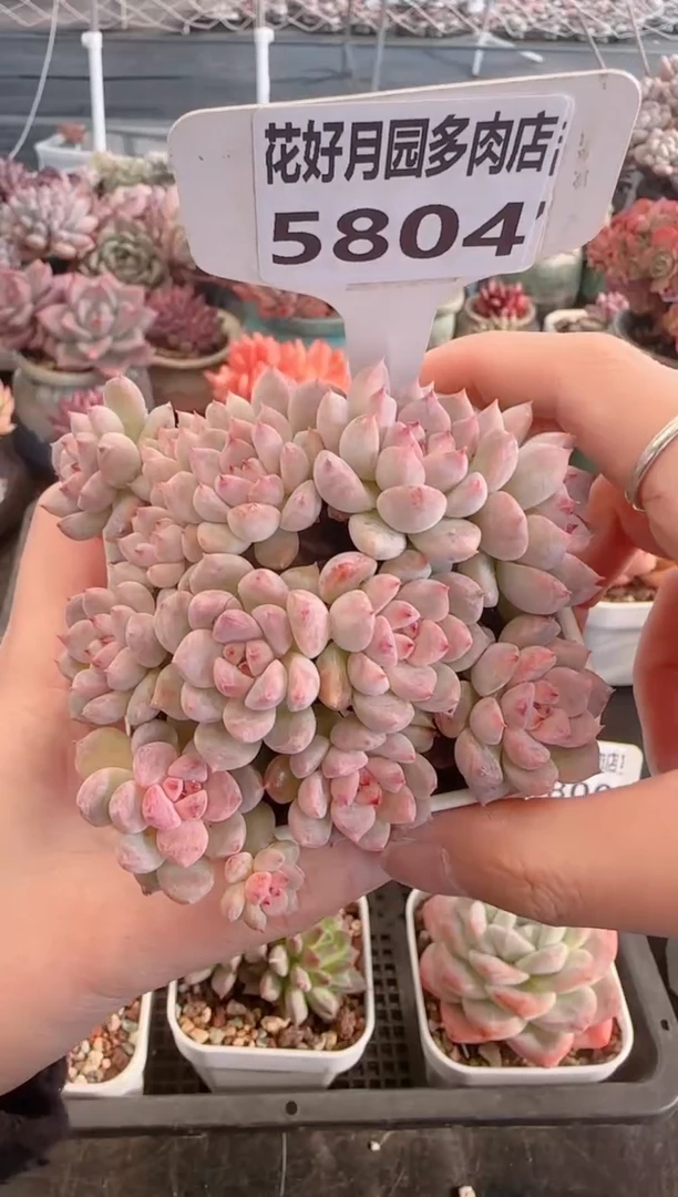 【闪购商品】5804.