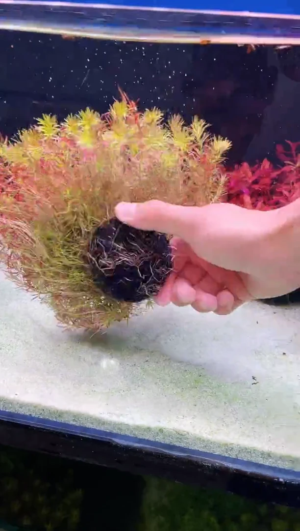 古精百叶 爆根发货 满天星感觉 带坨发货