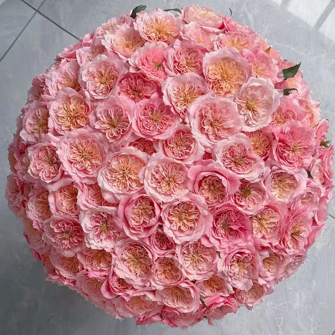 【仙女座｜美琴】AA级多头玫瑰 新手友好 鲜花直播间现场直播卖花