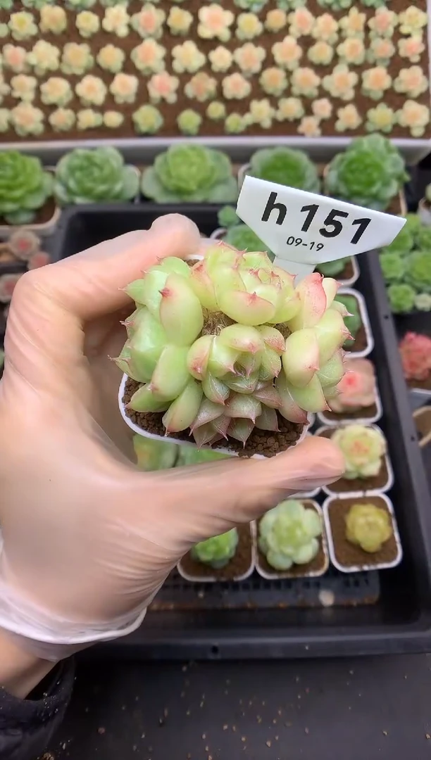 h151 珍妮麦秆群生 28